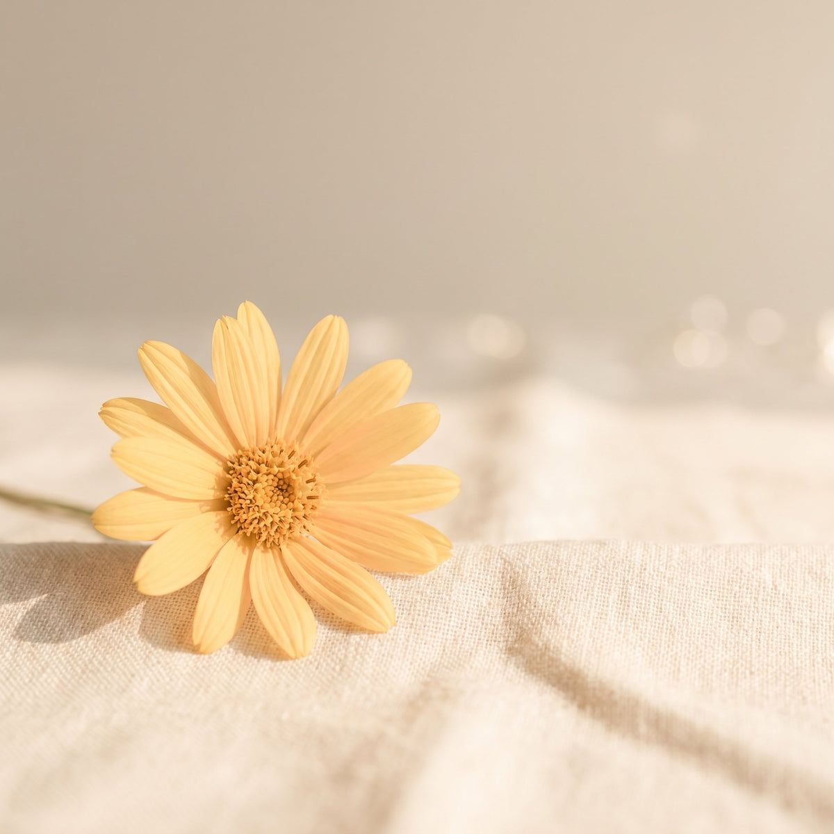 Arnica Montana Extract