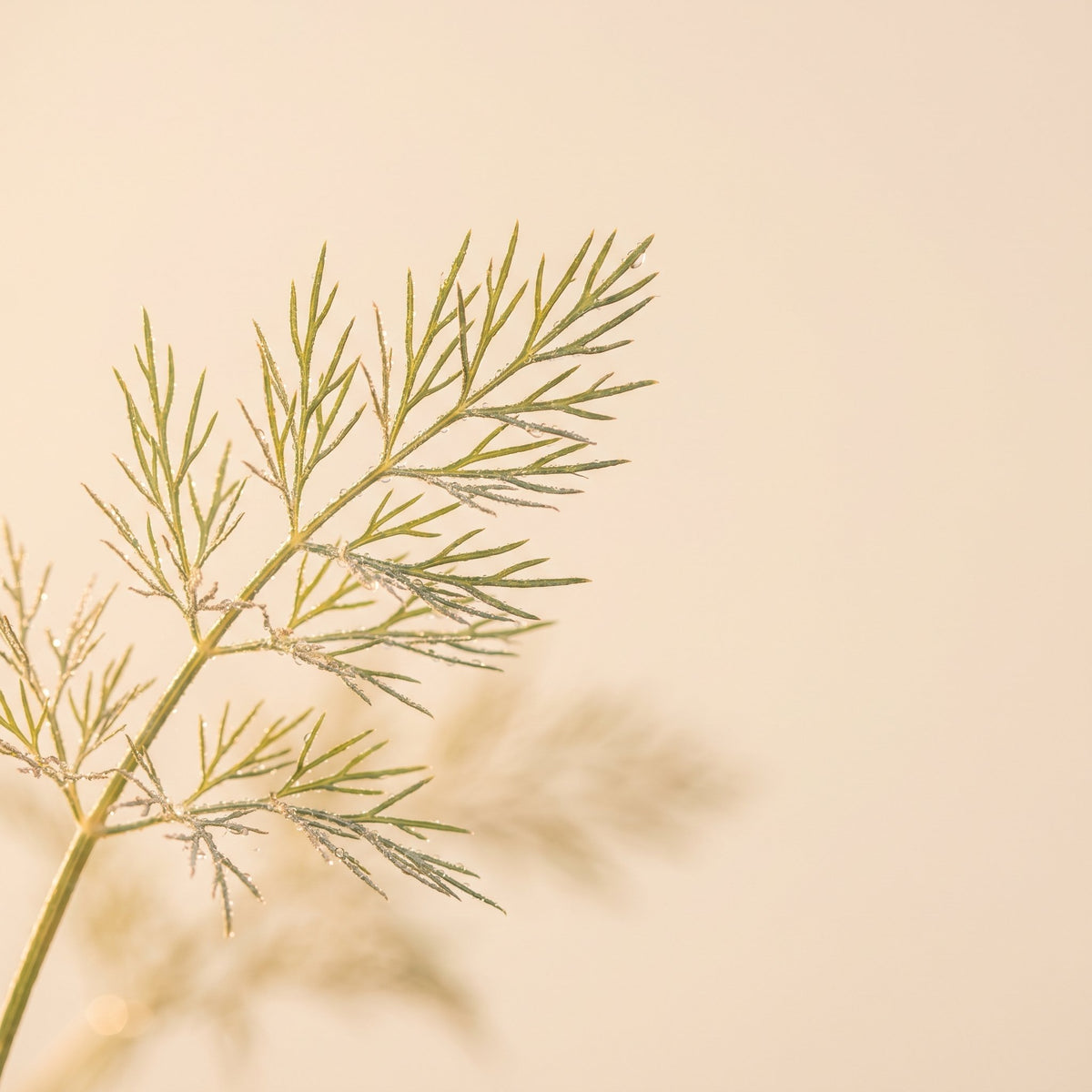 Dill Extract