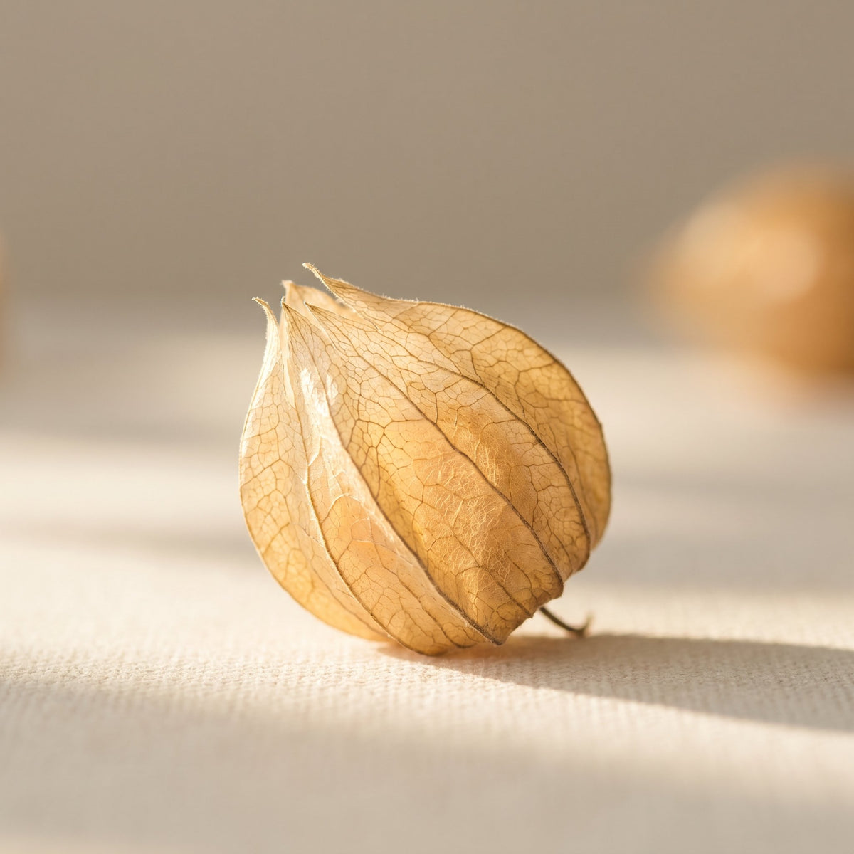 Physalis Angulata