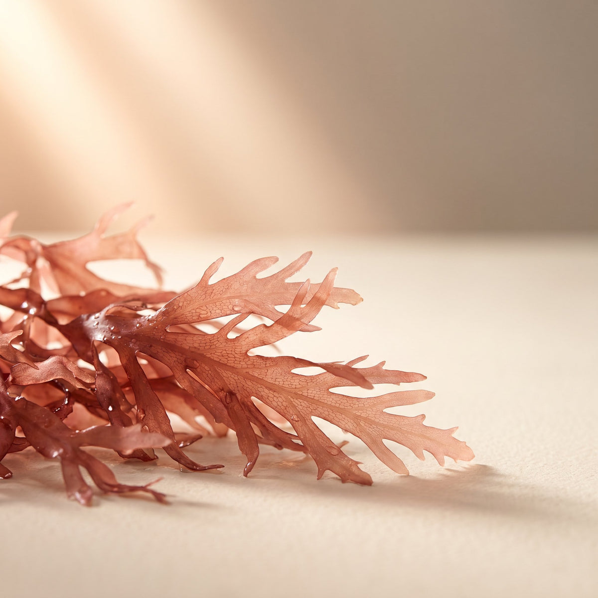 Red Algae Extract
