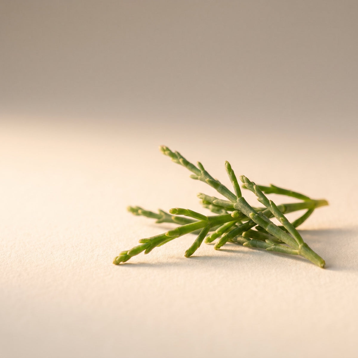 Salicornia Extract