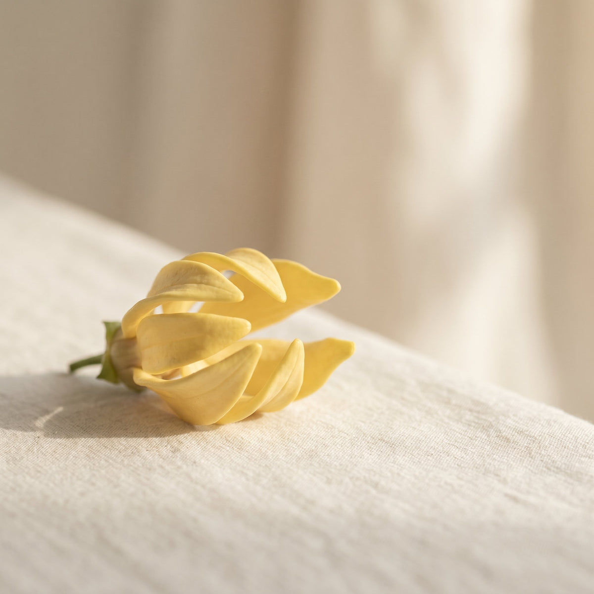Ylang Ylang